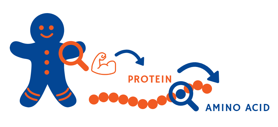protein-man-new-PROMISS_webpage
